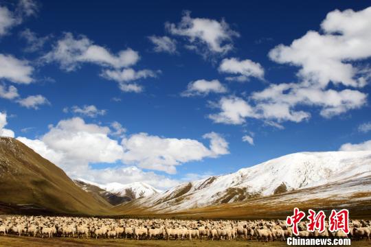 青海启动牦牛藏羊原产地可追溯工程涉及超两百万头（只）