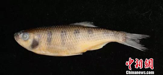 中缅联合发表缅甸北部鲤科鱼类新种——葡萄真马口波鱼