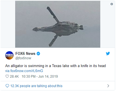 （头上插把刀的鳄鱼 图自推特 ）