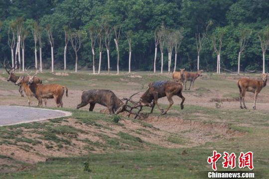 江苏黄海滩涂上演“鹿王争霸”千余雄鹿“为爱决斗”