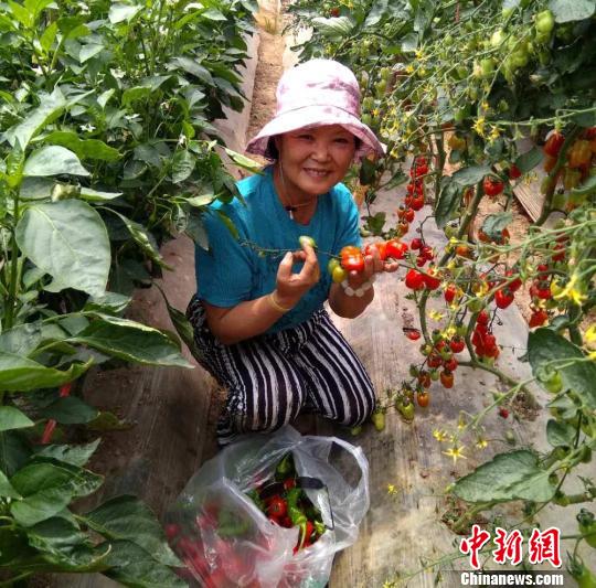 西部“工业重镇”西固多措发展设施农业农民种菜不愁卖