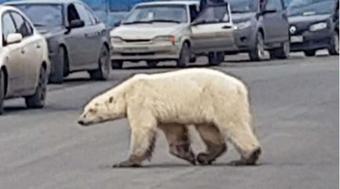 北极熊正在穿越俄罗斯诺里尔斯克市的一条公路（图源：美国福克斯新闻网）