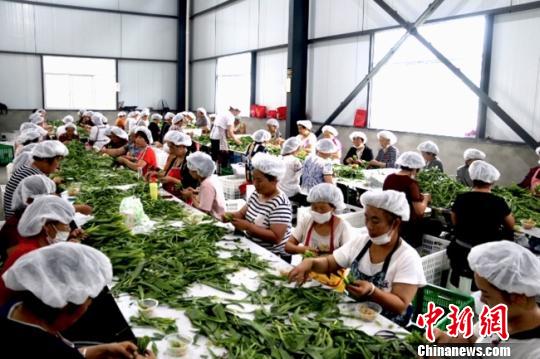 甘肃文县“无人问津”山野菜成民众增收“香饽饽”