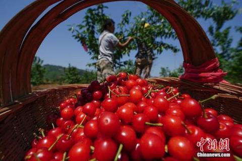 资料图：果农在采摘樱桃。时中新社记者 贺俊怡 摄