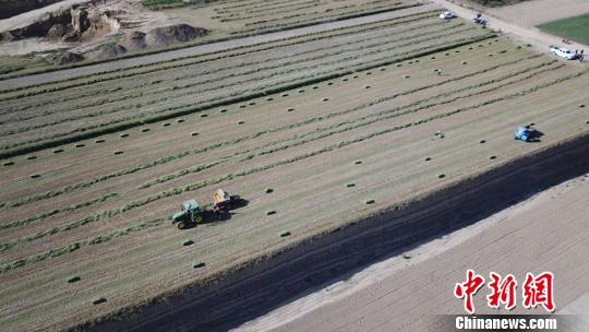 甘肃环县:“以草定畜”广植苜蓿“羊观念”引农致富