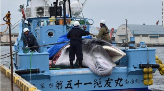 日本恢复商业捕鲸,刚开始便是两杀