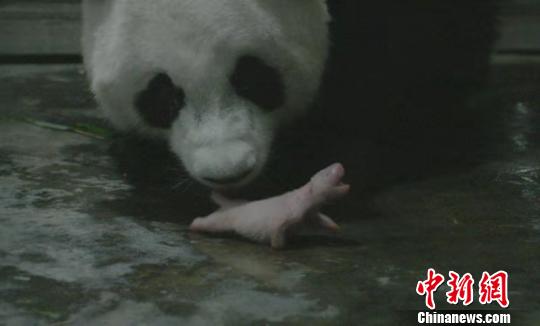 海归大熊猫&ldquo;阿宝&rdquo;诞下全球最重龙凤胎（组图）