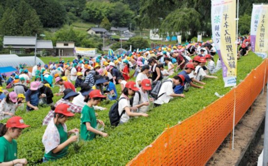 日本岐阜576人同时采茶 创吉尼斯世界纪录（图片来源：朝日新闻网站）
