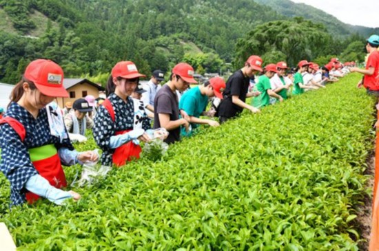 日本岐阜576人同时采茶 创吉尼斯世界纪录（图片来源：朝日新闻网站）