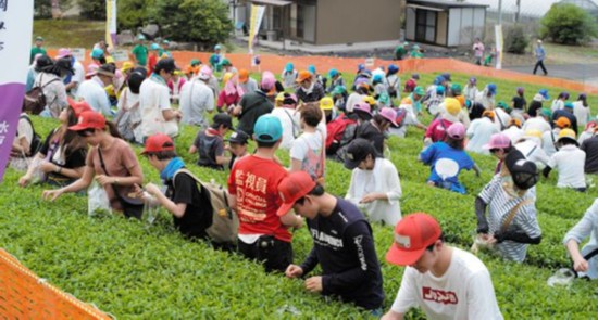 日本岐阜576人同时采茶 创吉尼斯世界纪录（图片来源：朝日新闻网站）