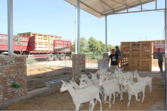 产能与品质再添保障,红星美羚第四批新西兰进口奶山羊到达