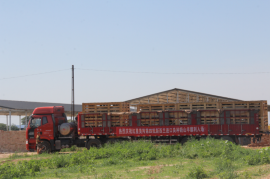 产能与品质再添保障,红星美羚第四批新西兰进口奶山羊到达