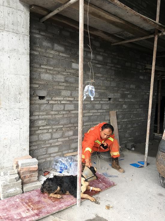 一条搜救犬受伤接受治疗。