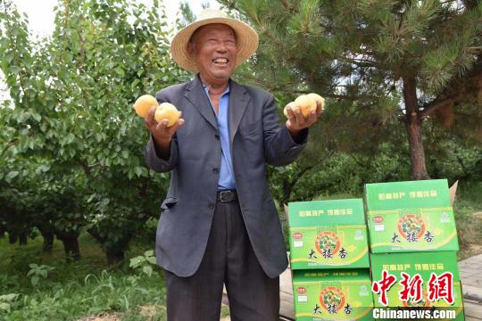 “三晋杏乡”阳高与电商“结亲”助农增收销路铺到农户家门口