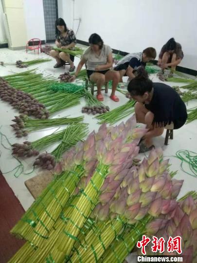 小鲜花期待大市场浙江龙游20万天池鲜切荷花香飘日本