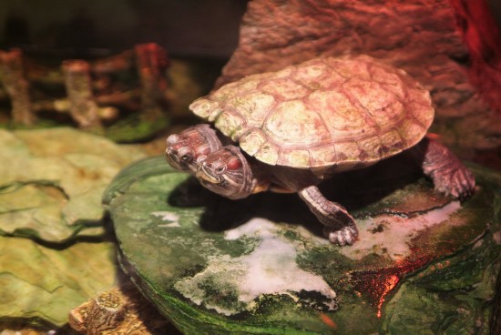 看完《哪吒》 我相信导演是学医的了!