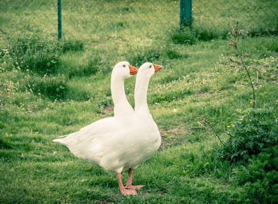 看完《哪吒》 我相信导演是学医的了!