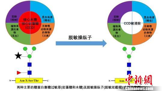 中国学者新发现治疗过敏新途径已申请国家专利保护