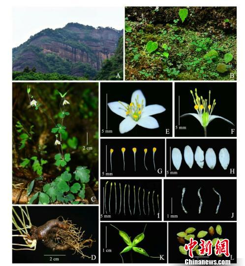 广东韶关丹霞山发现植物新种&ldquo;丹霞山天葵&rdquo;