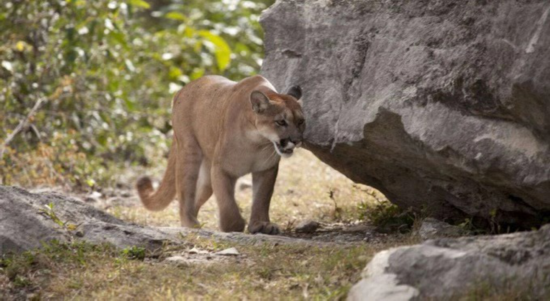 资料图(图源:福克斯新闻网)