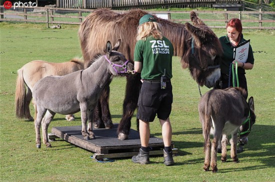 英国最大动物园给3500只动物称重