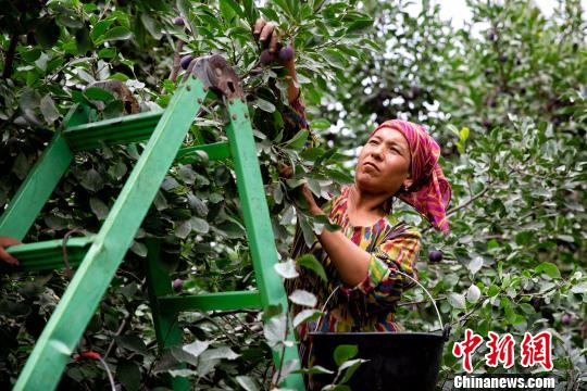 “金瓜银果”为媒新疆伽师打造高质量特色农产品扶贫　　