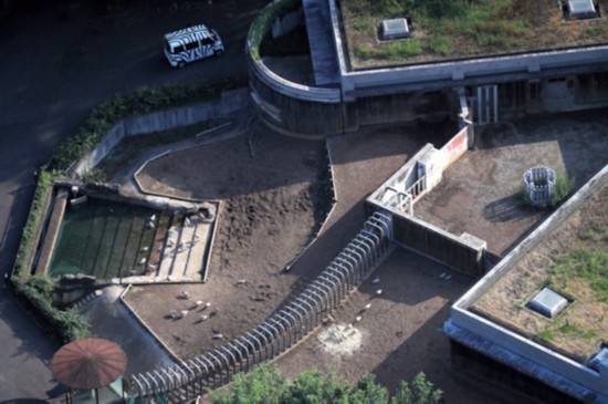 日本多摩动物园一饲养员遭犀牛袭击 惨死园内（图片来源：朝日新闻网站）