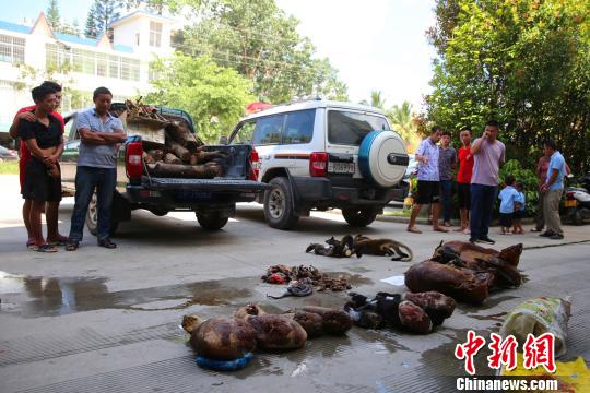 云南景洪公开销毁一批野生动物死体及制品