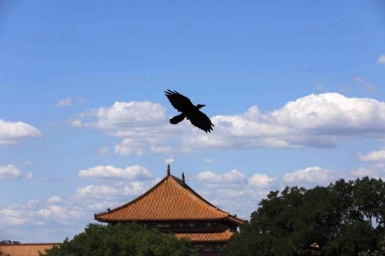 一只飞鸟在故宫上空飞过。