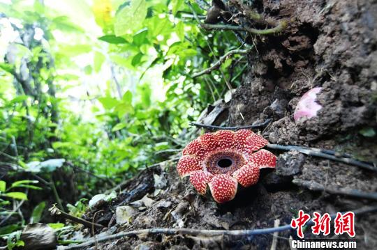 西双版纳植物园首次获得稀有植物寄生花的种子