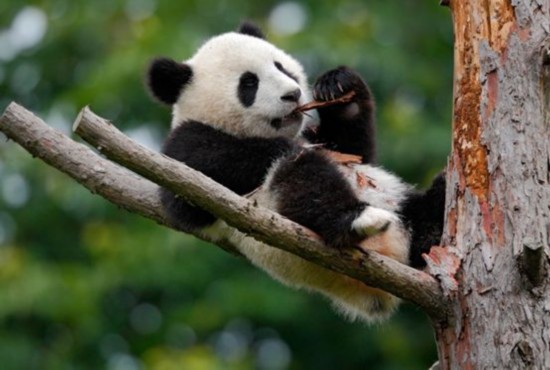 ▲图片来自东方IC