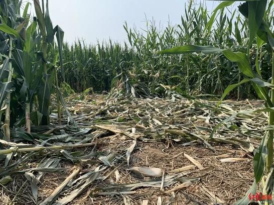 捕获幼虎的玉米地