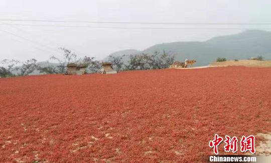 中国大红袍花椒之乡：让椒香“飘出”太行山