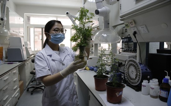 研究人员观察培育的青蒿。新京报记者 侯少卿 摄