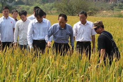  袁隆平行走在田间地头，察看“超级稻”情况 资料图