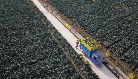 2018年11月3日，江苏响水县农民将采摘的西兰花装车，准备销往国内外市场。（新华社记者李雨泽摄）