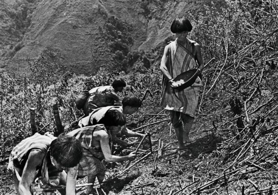 云南独龙江乡独龙族群众在上世纪50年代刀耕火种的资料照片。（新华社图）
