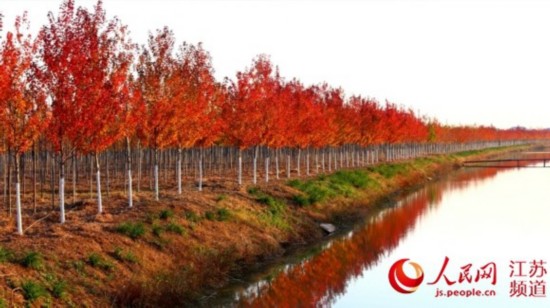 江苏邳州：支部建在最基层 政通人和奏新风