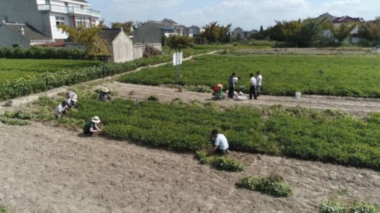 花生丰收季来了！泰州这里的花生特别香……