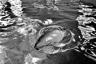 小江豚F9C和妈妈F9