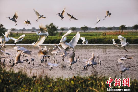 广东启动&ldquo;2019护飞行动&rdquo;严打乱捕滥猎候鸟