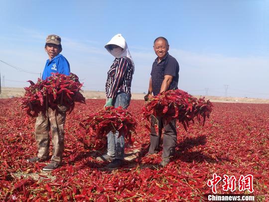 改革释放红利新疆兵团团场涌现一批“亿元连”