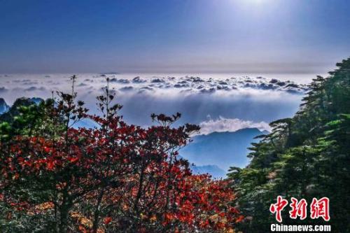 资料图：中国传统节日重阳节，此时的黄山已进入最佳赏秋期。　张强 摄