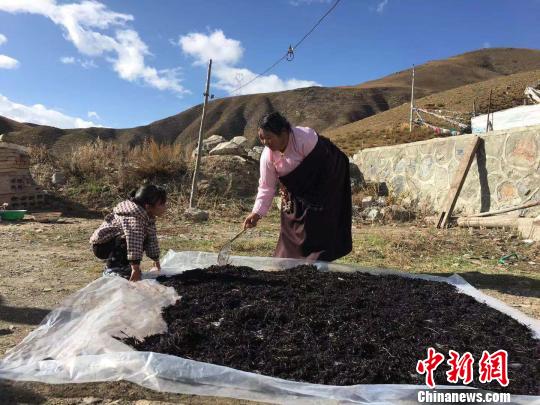 青海公益扶贫项目助力藏区贫困牧民增收