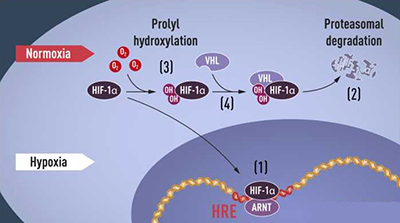2019诺贝尔生理学奖;医学奖;认识生命