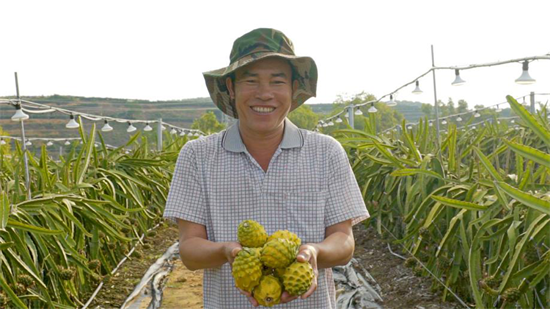 &ldquo;双11&rdquo;阿里巴巴助三亚火龙果全国次日达