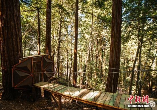 资料图：&ldquo;松果球树屋&rdquo;。图片来源：东方IC 版权作品 请勿转载