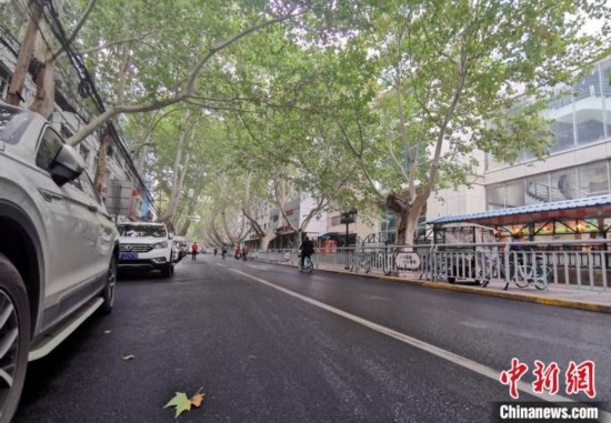 秋日的郑州街头，梧桐树叶仍旧绿色可人，有市民表示，如果为了减少频繁清扫的麻烦用水枪打掉树叶，实在不可取。　韩章云　摄