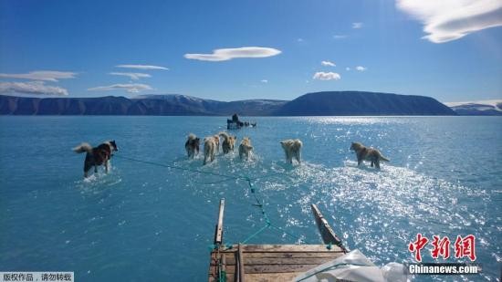 当地时间2019年6月13日，在格陵兰岛西北部，雪橇狗穿过冰川融化后形成的湖水。