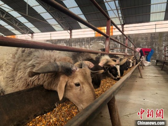 三江源头青海推进绿色有机农畜产品示范省建设